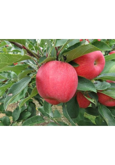 PINK LADY ELMA FİDANI